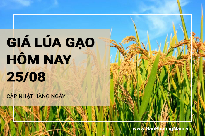 Giá lúa gạo hôm nay 25/08/2024