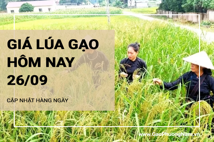 Giá lúa gạo hôm nay 26/09/2024