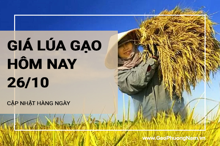 Giá lúa gạo hôm nay 26/10/2024