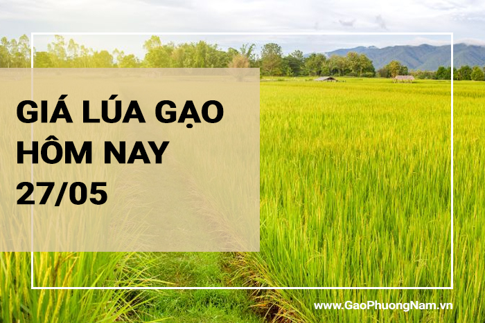 Giá lúa gạo hôm nay 27/05/2024