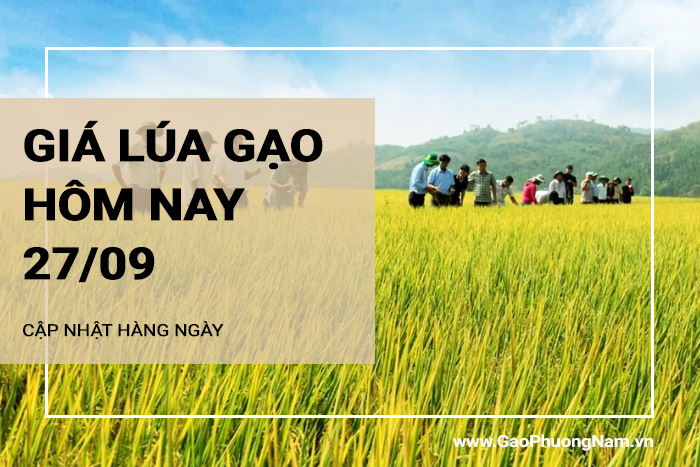 Giá lúa gạo hôm nay 27/09/2024