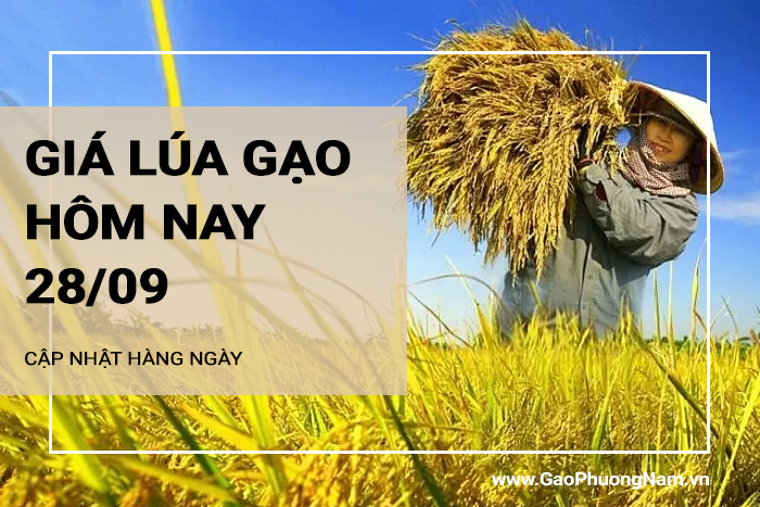 Giá lúa gạo hôm nay 28/09/2024