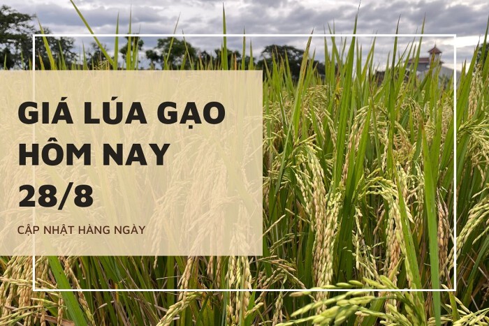 Giá lúa gạo hôm nay ngày 28/8/2023: Giá lúa đều tăng 200 đồng/kg