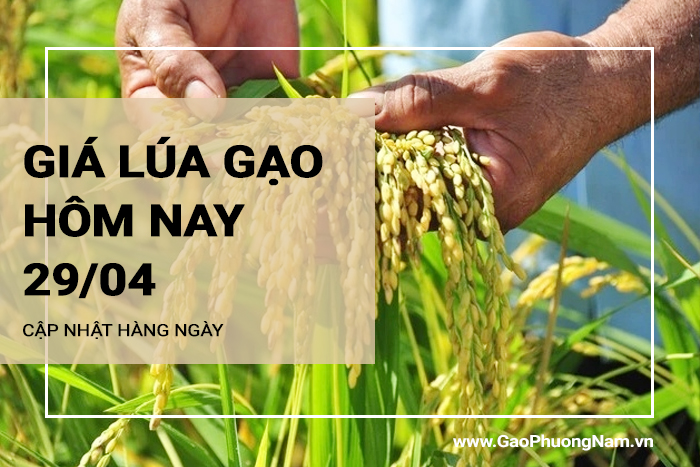 Giá lúa gạo hôm nay 29/04/2024