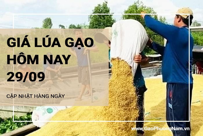 Giá lúa gạo hôm nay 29/09/2024