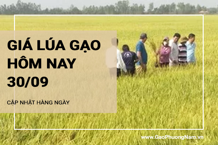 Giá lúa gạo hôm nay 30/09/2024