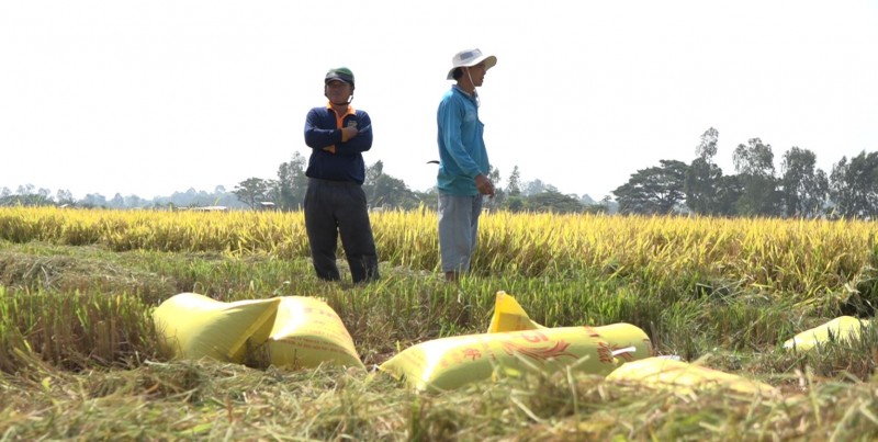 Giá lúa gạo hôm nay ngày 30/8/2023: thị trường lúa gạo duy trì ổn định
