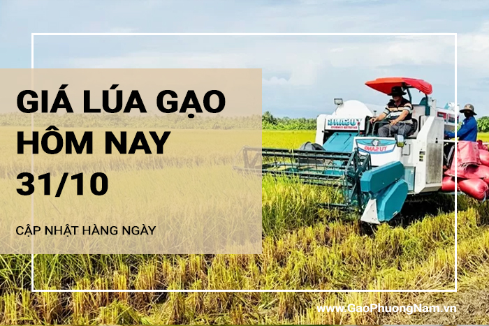 Giá lúa gạo hôm nay 31/10/2024