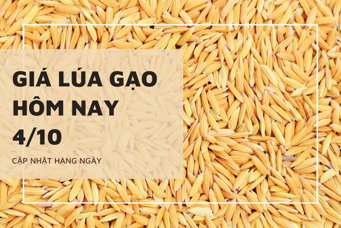 Giá lúa gạo hôm nay ngày 04/10/2023: Thị trường trong nước điều chỉnh tăng với gạo