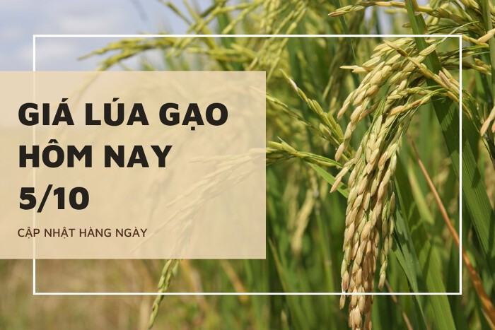 Giá lúa gạo hôm nay ngày 05/10/2023: gạo nguyên liệu Japonica nhích nhẹ 50 đồng/kg