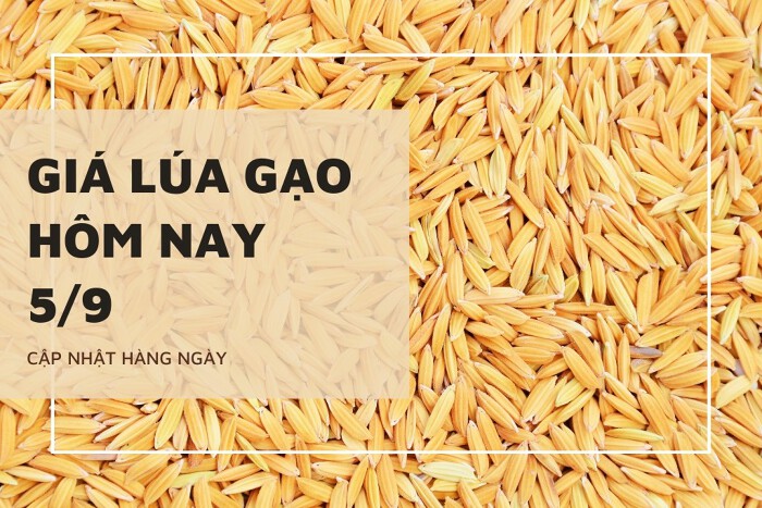 Giá lúa gạo hôm nay ngày 05/9/2023: Giá gạo đồng loạt điều chỉnh giảm