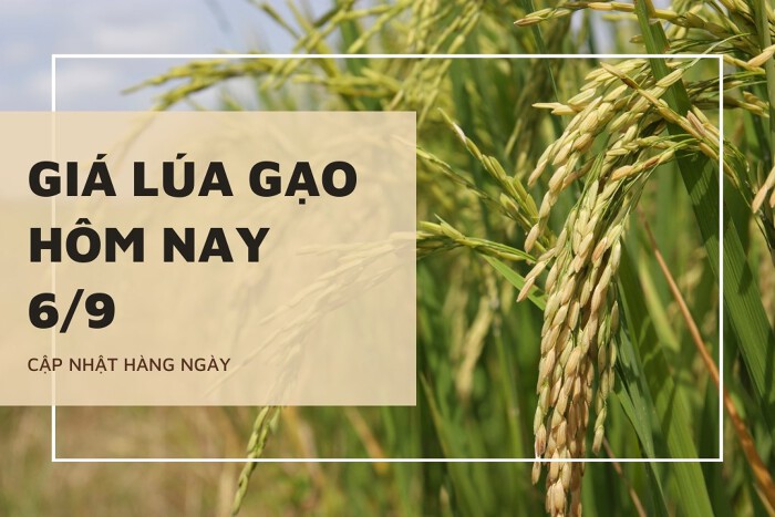 Giá lúa gạo hôm nay ngày 06/9/2023: Giá lúa gạo đồng loạt đứng yên