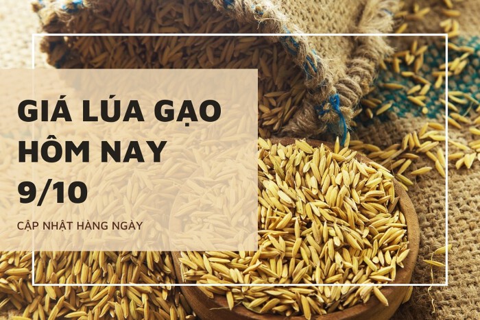 Giá lúa gạo hôm nay ngày 09/10/2023:  Giá gạo nàng Nhen tăng mạnh 3.000 đồng/kg