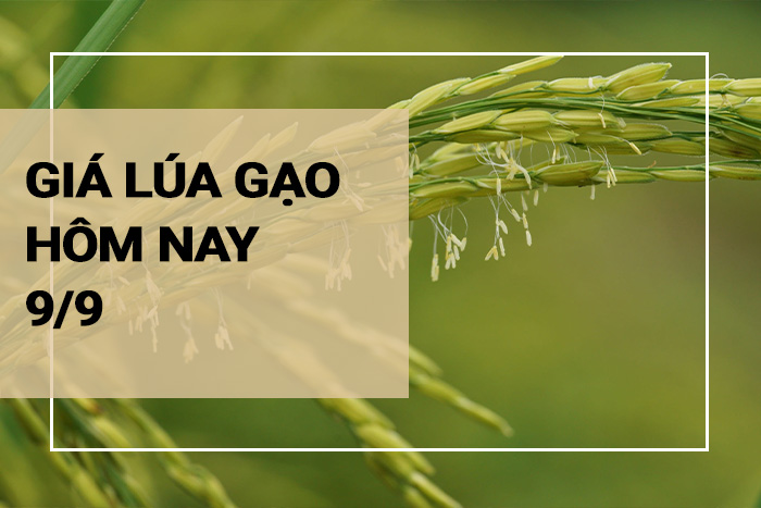 Giá lúa gạo hôm nay ngày 08/9/2023:  Giá gạo trong nước tăng 200đồng/kg