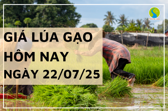 Giá Lúa Gạo Hôm Nay Ngày 22/7/2025: Gạo Nguyên Liệu Bứt Tốc
