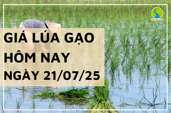 Giá Lúa Gạo Hôm Nay Ngày 19/7/2025: Thị Trường Lặng Sóng