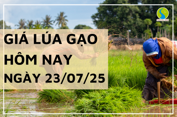 Giá Lúa Gạo Hôm Nay Ngày 22/7/2025: Gạo Nguyên Liệu, Xuất Khẩu Khởi Sắc