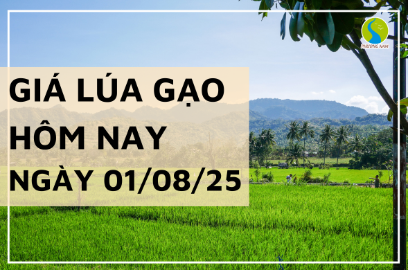 Giá Lúa Gạo Hôm Nay Ngày 1/8/2025: Giao Dịch Thị Trường Yếu