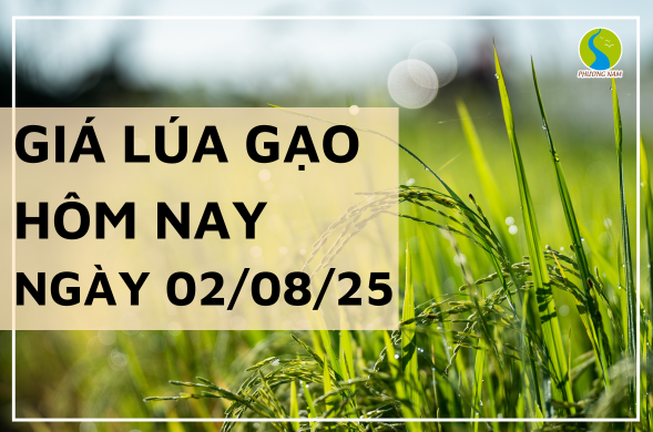Giá Lúa Gạo Hôm Nay Ngày 2/8/2025: Gạo Nguyên Liệu Tiếp Tục Giảm Nhẹ