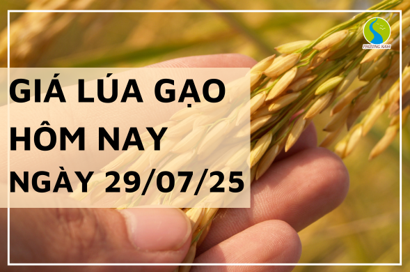 Giá Lúa Gạo Hôm Nay Ngày 29/7/2025: Gạo Nguyên Liệu Tăng Nhẹ