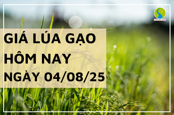 Giá Lúa Gạo Hôm Nay Ngày 4/8/2025: Giao Dịch Trầm Lắng Toàn Tuyến