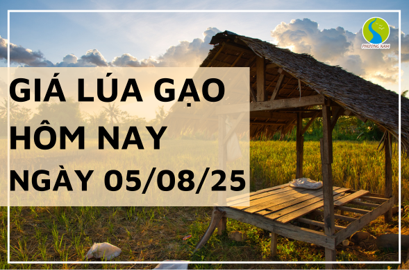 Giá Lúa Gạo Hôm Nay Ngày 5/8/2025: Gạo Nguyên Liệu Giảm Nhẹ