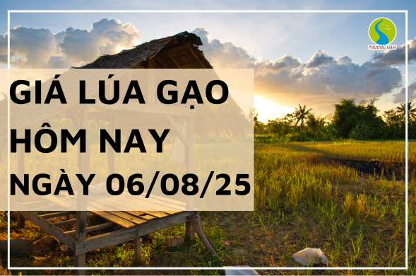 Giá Lúa Gạo Hôm Nay Ngày 6/8/2025: Xu Hướng Giá Gạo Giảm