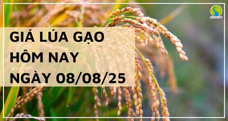 Giá Lúa Gạo Hôm Nay Ngày 8/8/2025: Gạo Xuất Khẩu Bất Ngờ Tăng Mạnh