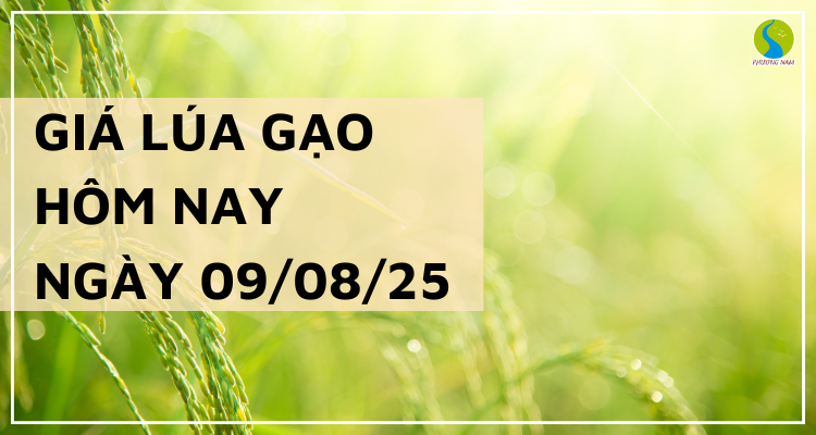Giá Lúa Gạo Hôm Nay Ngày 9/8/2025: Xuất Khẩu Tăng Tốc, Doanh Nghiệp Thêm Cơ Hội