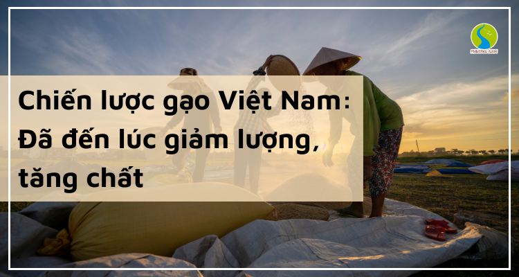 Chiến lược gạo Việt Nam: Đã đến lúc giảm lượng, tăng chất