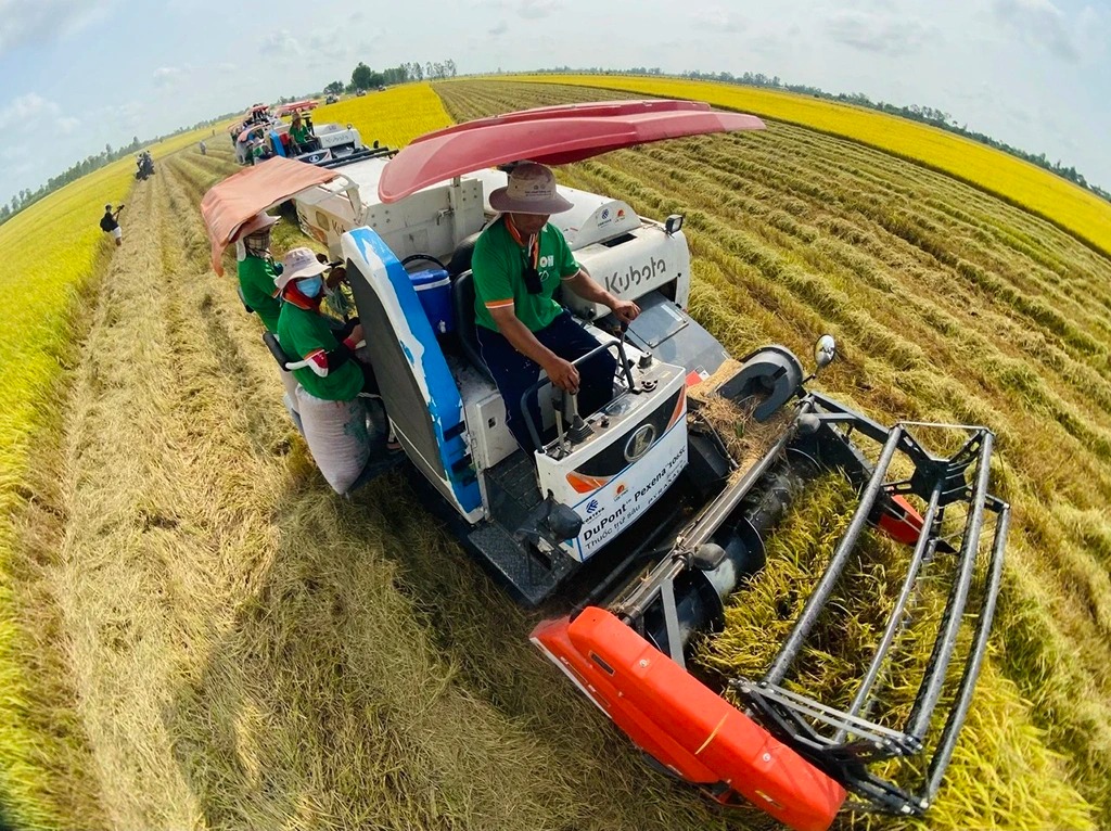 Chiến lược gạo Việt Nam