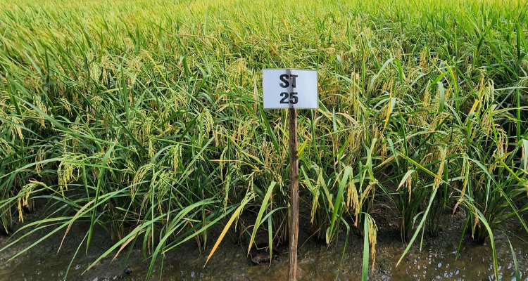 Chiến lược gạo Việt Nam