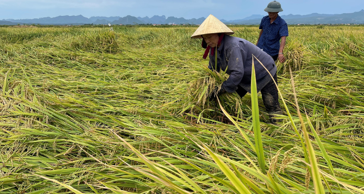 Giá Lúa Đồng Tháp Giảm Mạnh - Nông Dân Thu Không Đủ Bù Chi Phí