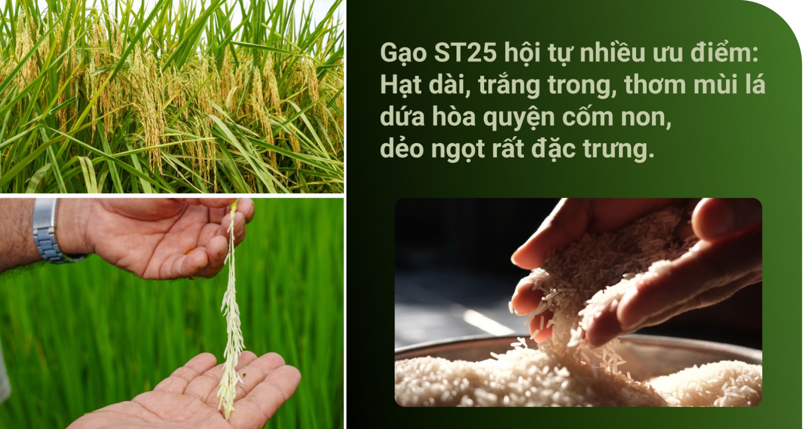 Kỹ sư Hồ Quang Cua cho biết: “Chúng tôi đã cùng nhau lội ruộng, thử nghiệm và nếm hàng ngàn mẫu gạo qua từng mùa vụ. Có không ít thất bại, tưởng như đã tìm ra giống tốt nhưng khi đưa vào sản xuất đại trà lại không đạt yêu cầu về độ thuần hay khả năng kháng bệnh. Cho đến khi ST25 ra đời, đó là kết quả của sự hội tụ nhiều ưu điểm: hạt dài, trắng trong, thơm mùi lá dứa hòa quyện cốm non, dẻo ngọt rất đặc trưng”.
