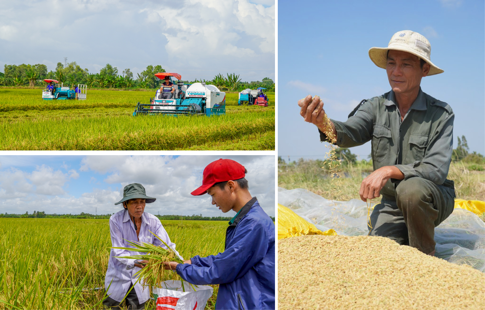 KHI GẠO NGON GIÚP NÔNG DÂN ĐỔI ĐỜI