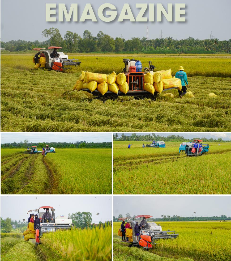 ST25 là giống lúa có khả năng thích nghi rộng, có thể trồng từ Bắc chí Nam, từ vùng ven biển đến cao nguyên. Riêng vụ Đông Xuân 2025 - 2026, diện tích gieo trồng ST25 đã đạt gần 200.000 ha, tương đương cả năm 2025 trước đó, cho thấy tiềm năng phát triển còn rất lớn, kéo theo cơ hội gia tăng xuất khẩu và nguồn thu ngoại tệ cho đất nước.