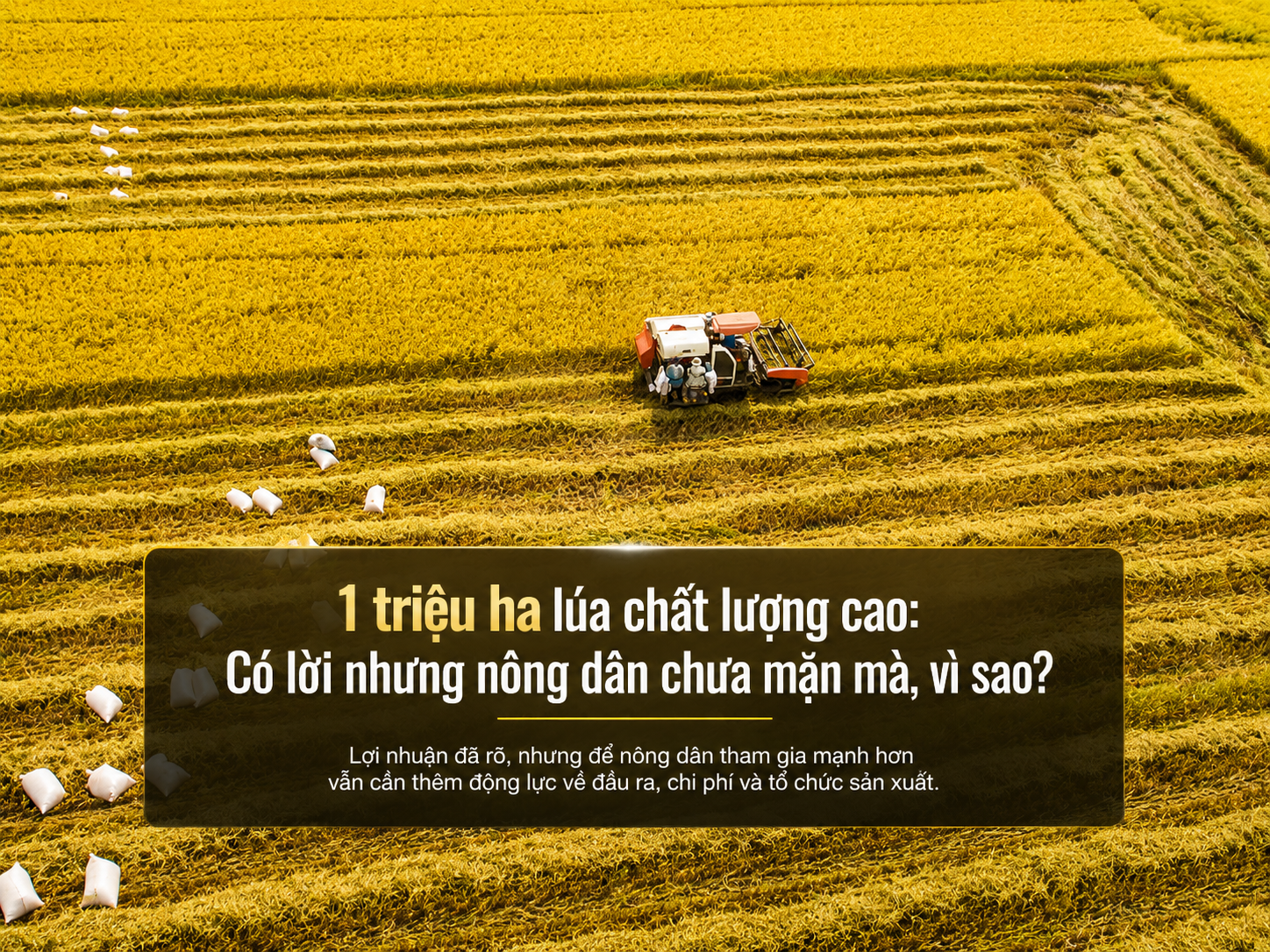 1 triệu ha lúa chất lượng cao: Có lời nhưng nông dân chưa mặn mà, vì sao?