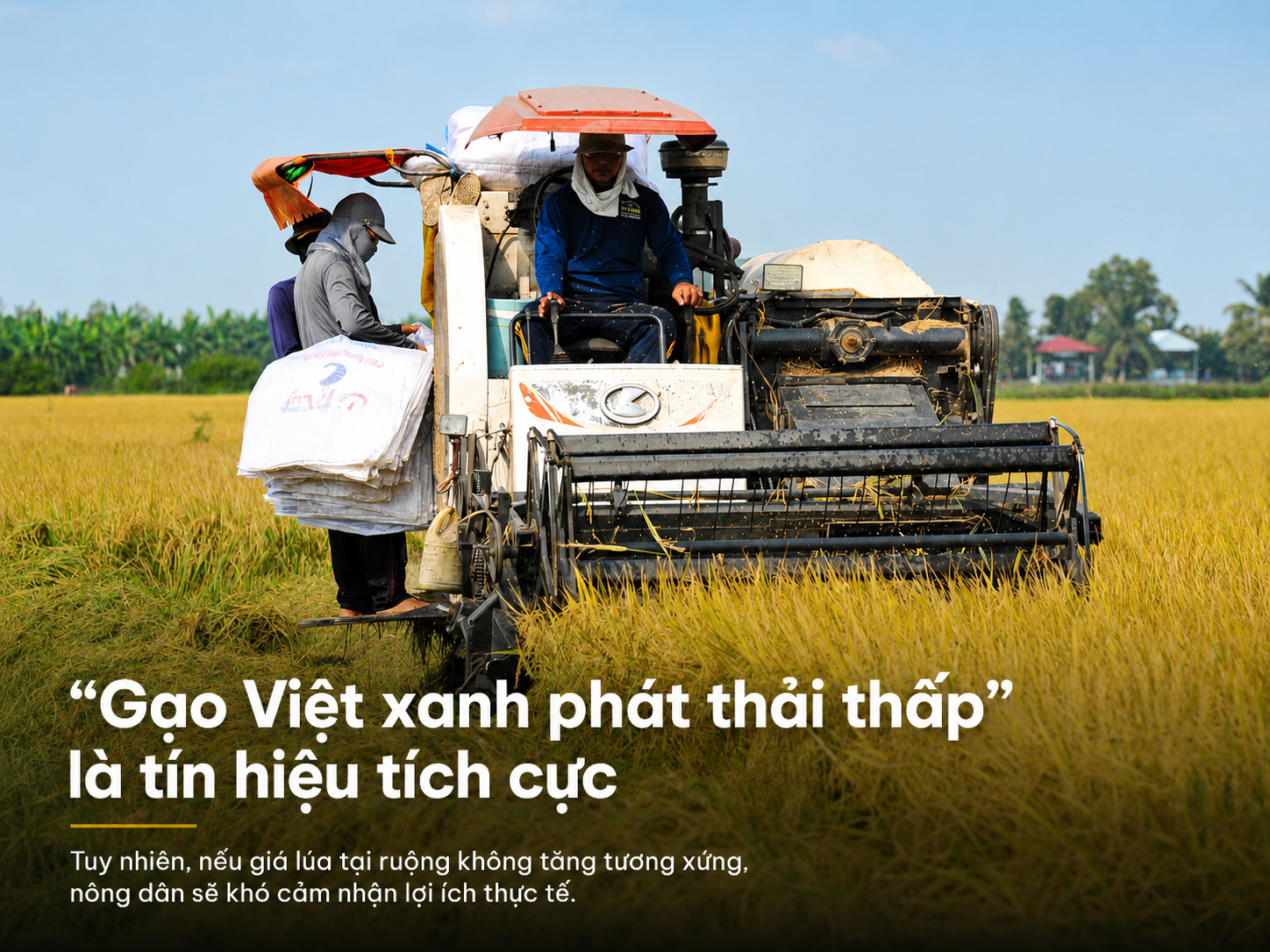 “Gạo Việt xanh phát thải thấp” là tín hiệu tích cực