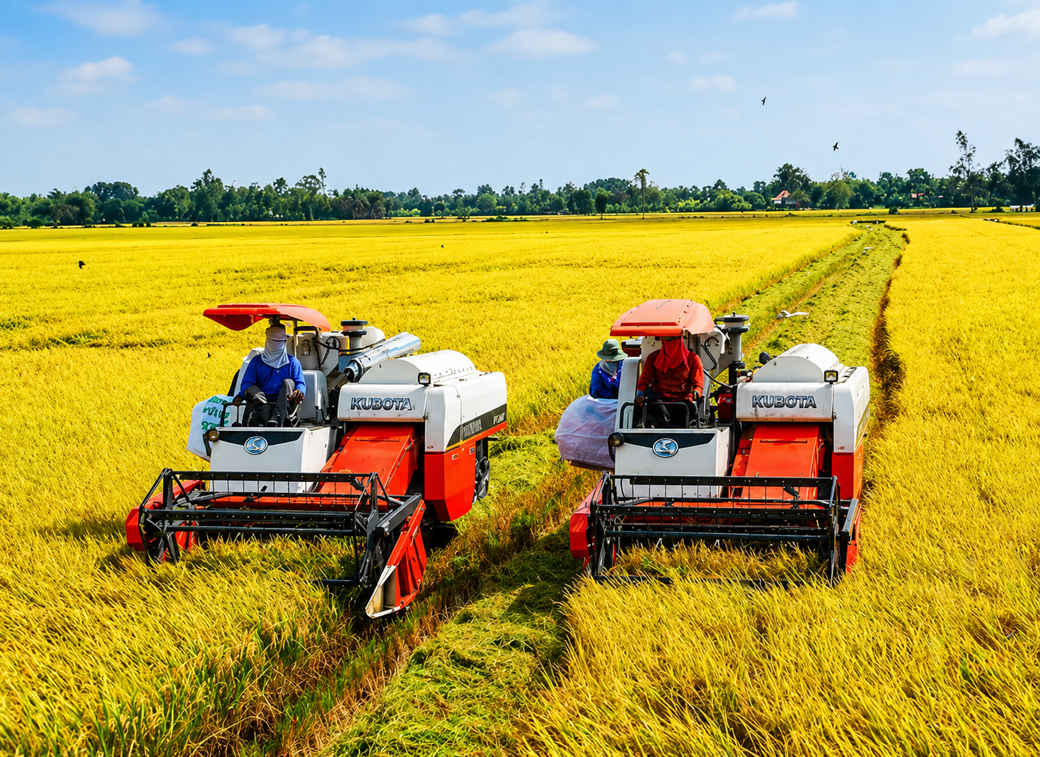 Gạo chất lượng cao kéo giá xuất khẩu phục hồi