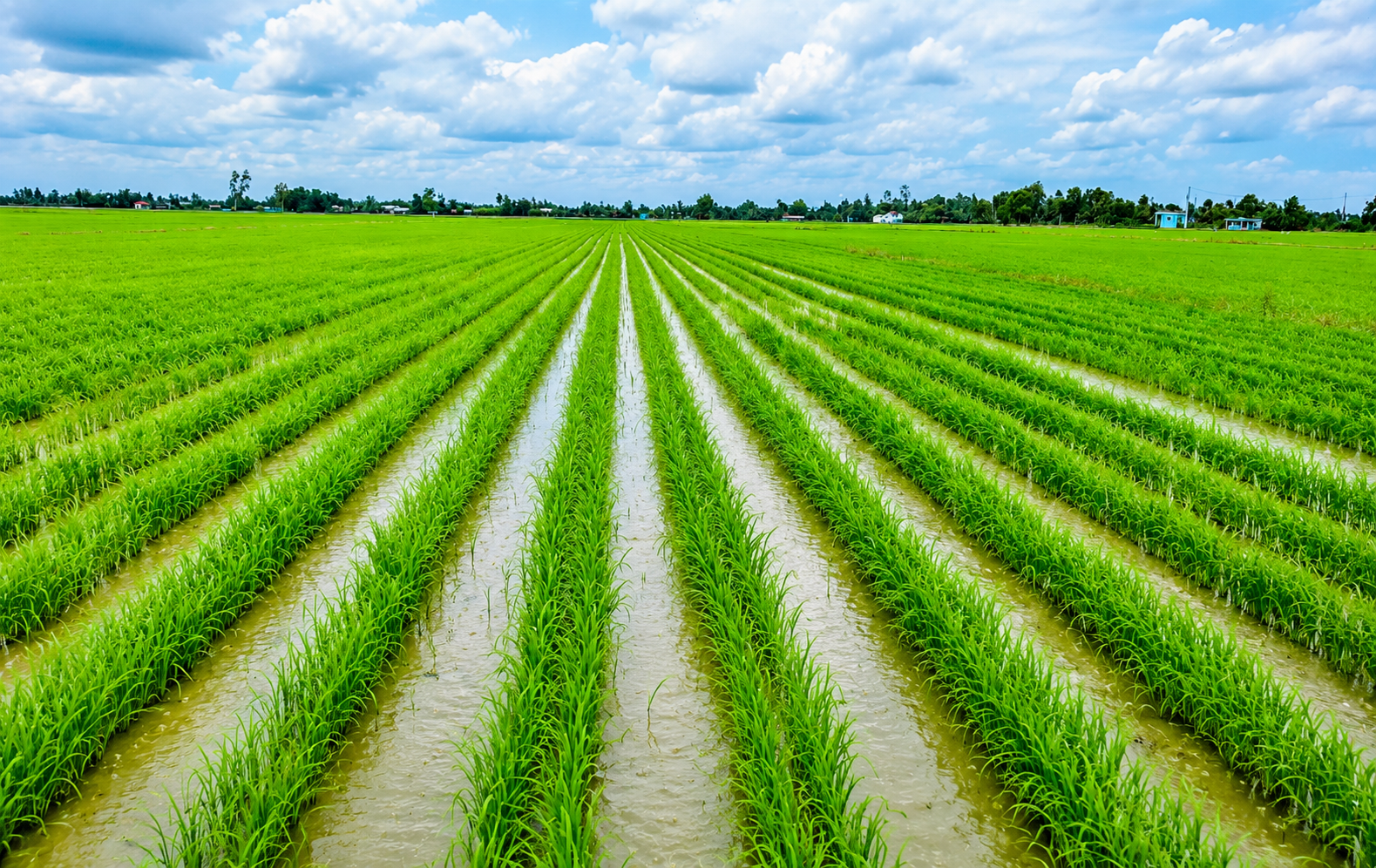 Gạo phát thải thấp mở thêm dư địa thị trường