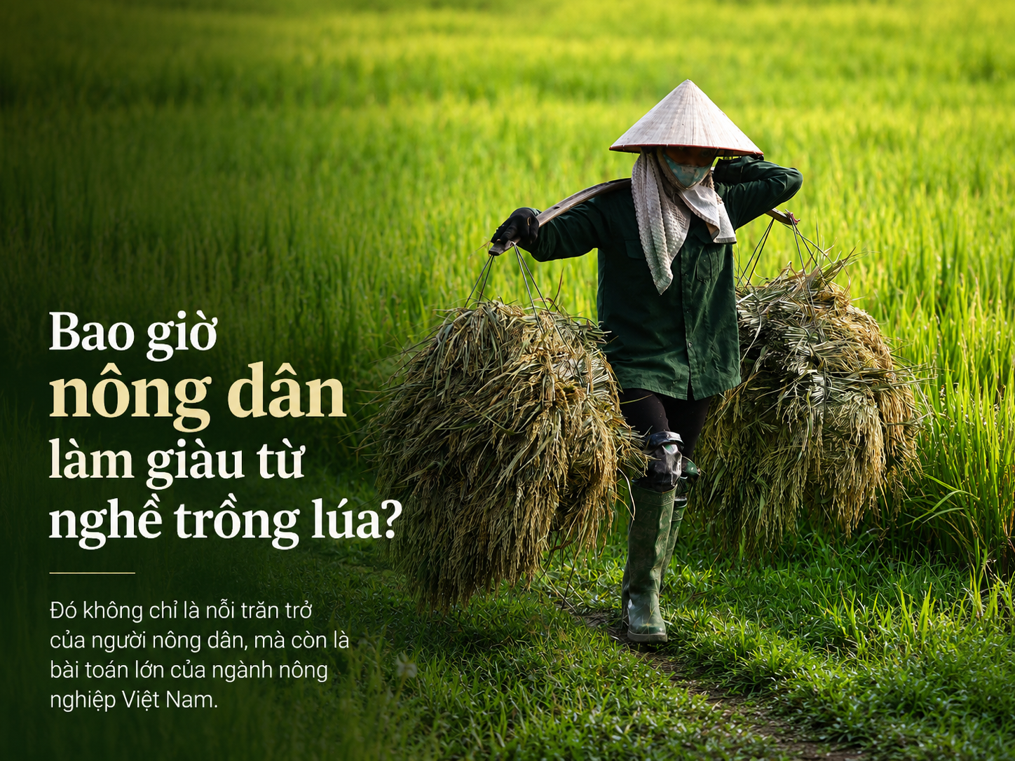 Bao giờ nông dân làm giàu từ nghề trồng lúa?