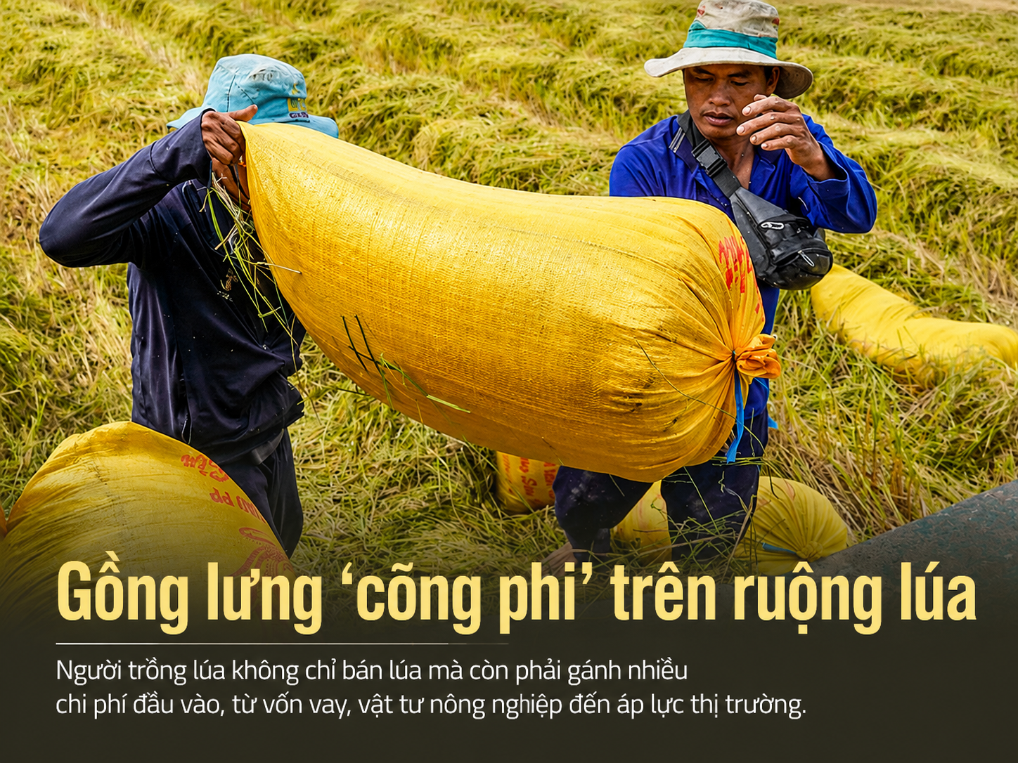 Gồng lưng “cõng phí” trên ruộng lúa