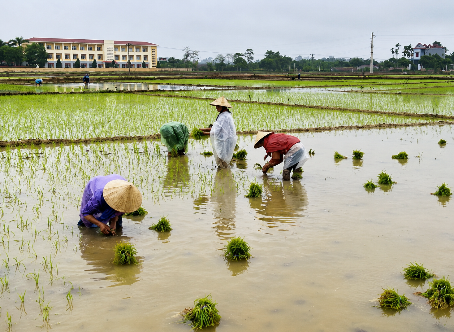 Đất khỏe, cây khỏe và giảm phát thải từ đồng ruộng