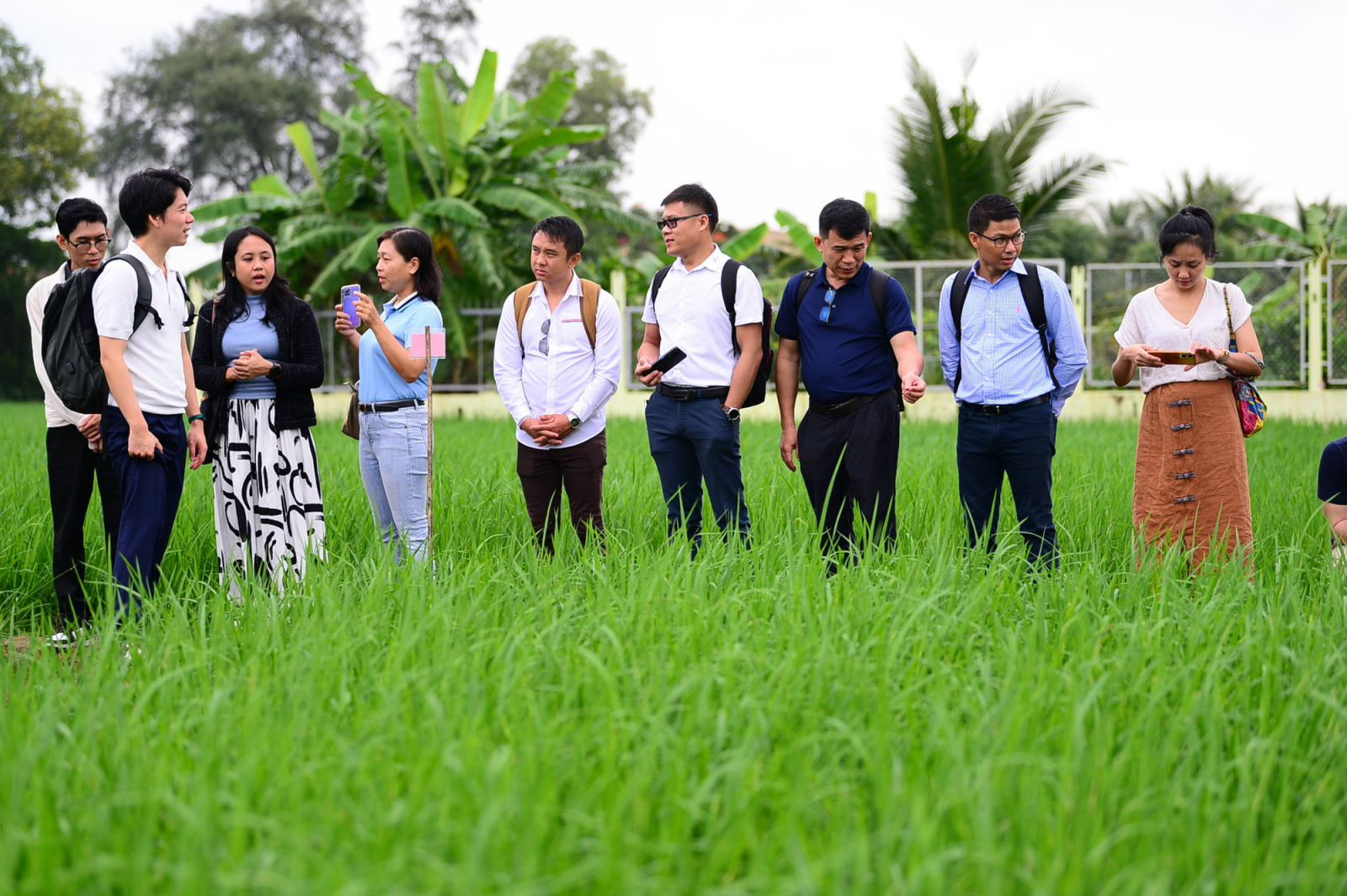 ST25 phù hợp với vùng lúa - tôm Mỹ Xuyên