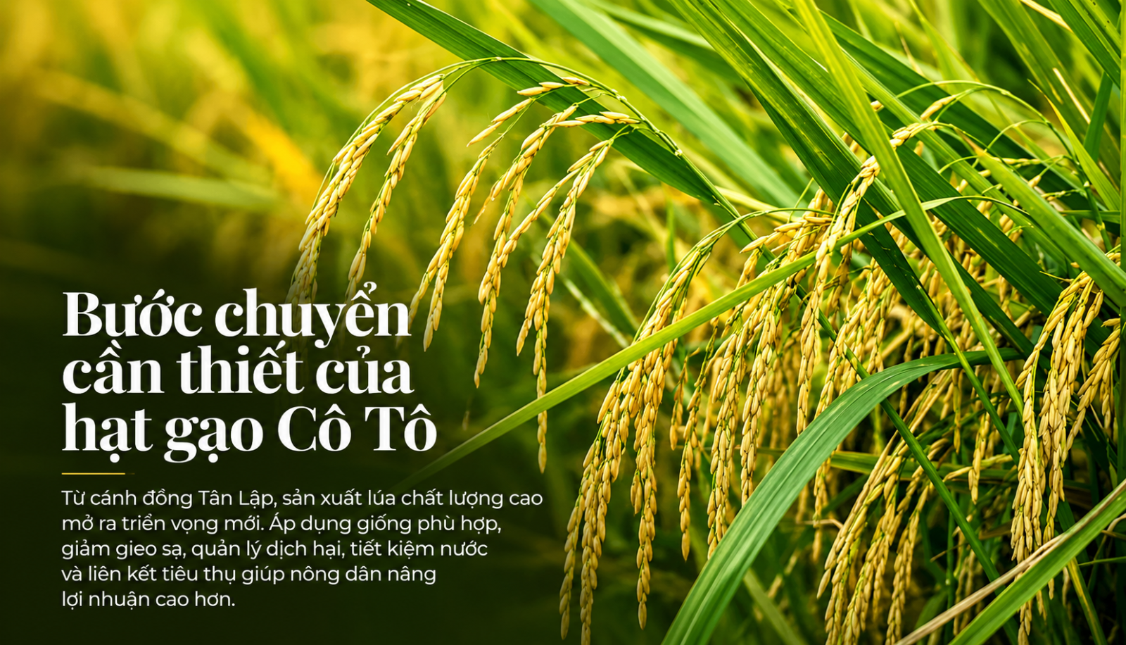 Bước chuyển cần thiết của hạt gạo Cô Tô