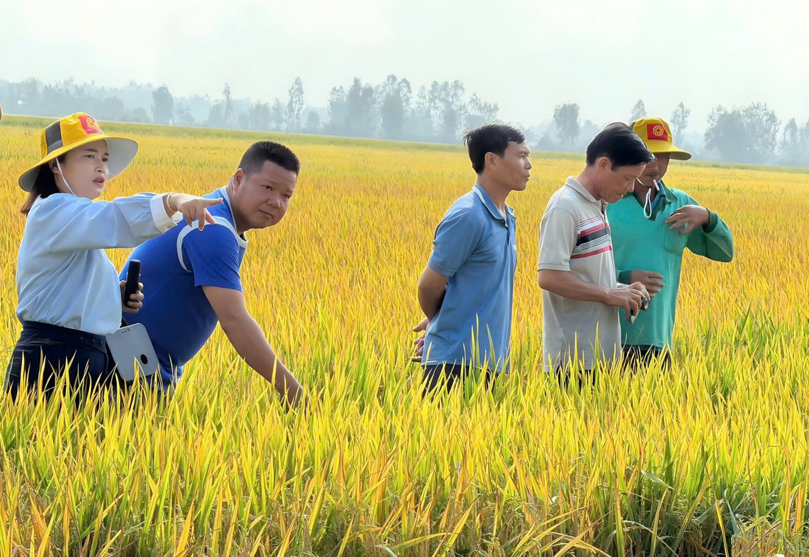 Cánh đồng Tân Lập khởi sắc từ mô hình mới