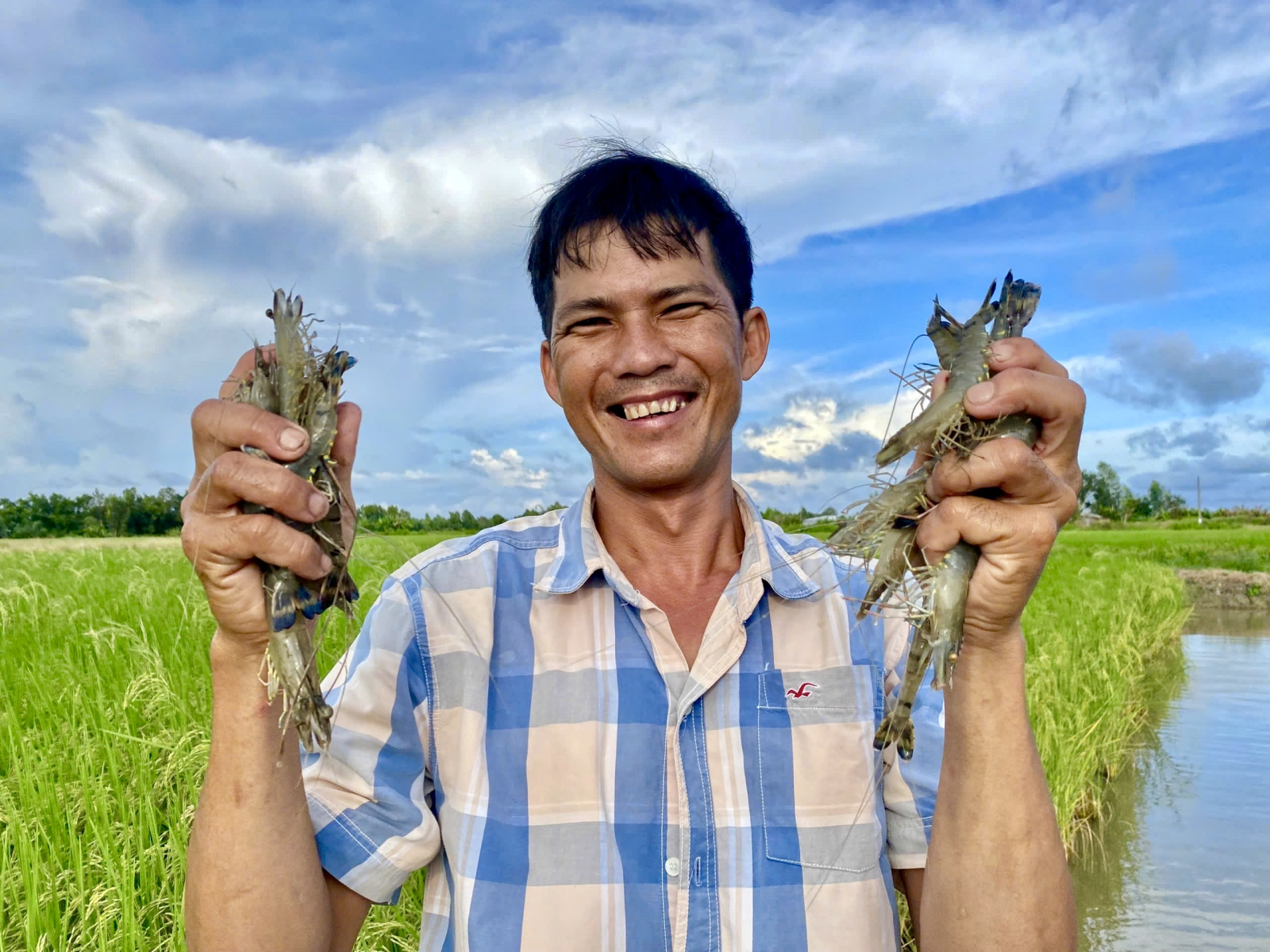 Mô hình lúa tôm Phù hợp với vùng mặn – ngọt của Đồng bằng sông Cửu Long