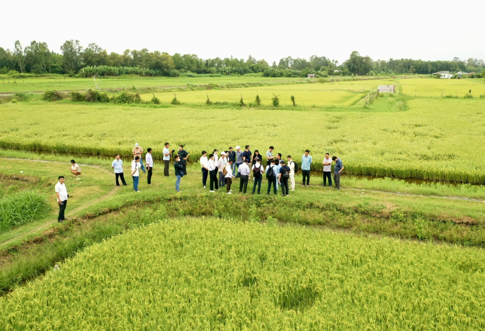 ST25 phù hợp với vùng lúa - tôm Mỹ Xuyên