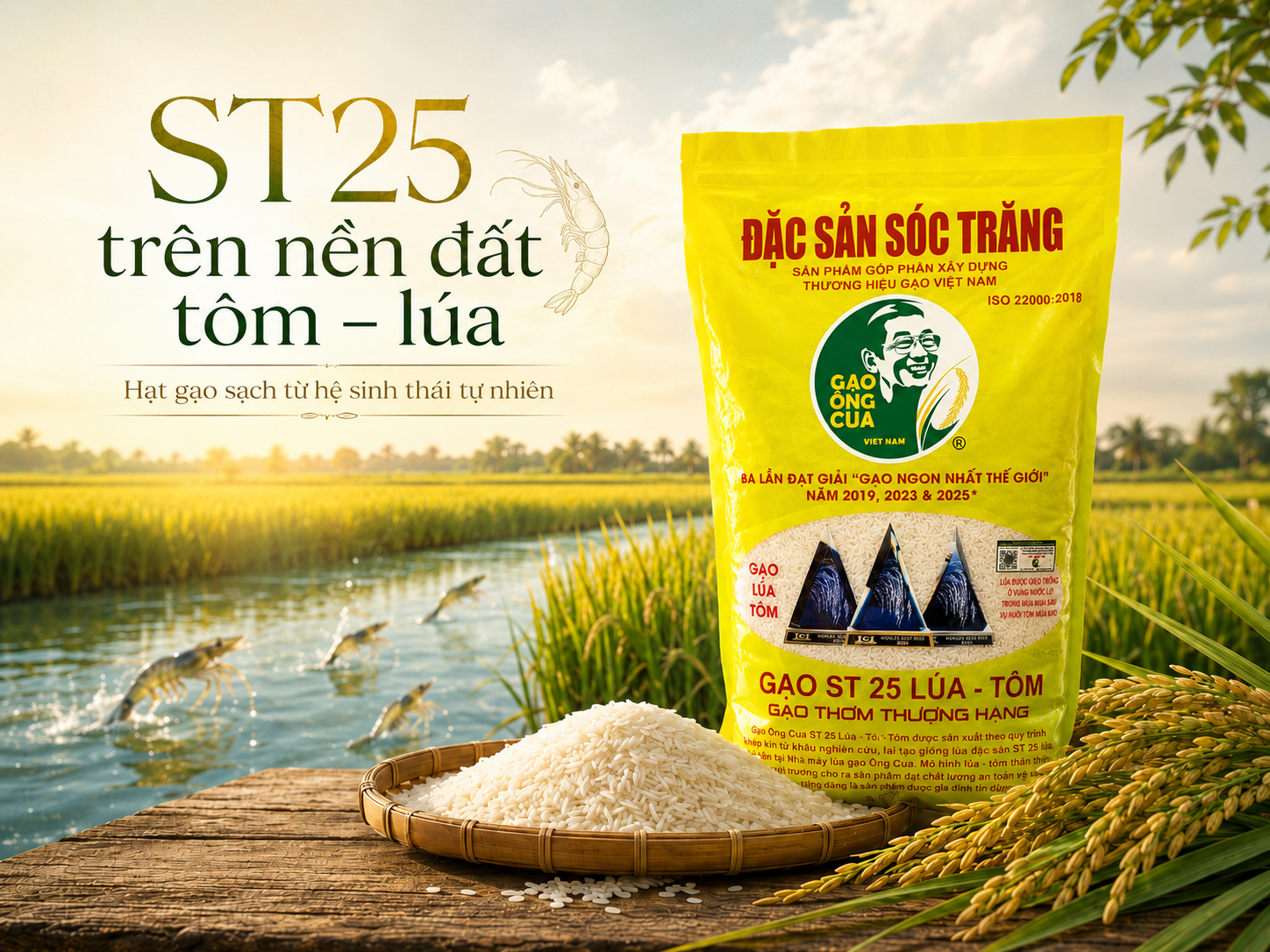 ST25 trên nền đất tôm – lúa: Hạt gạo sạch từ hệ sinh thái tự nhiên