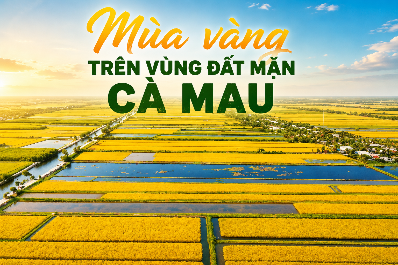 Mùa vàng trên vùng đất mặn Cà Mau